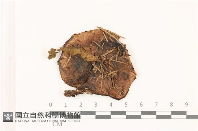 登錄號:F0037534藏品圖，第1張