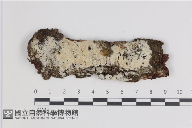 剛毛絲皮菌藏品圖，第1張