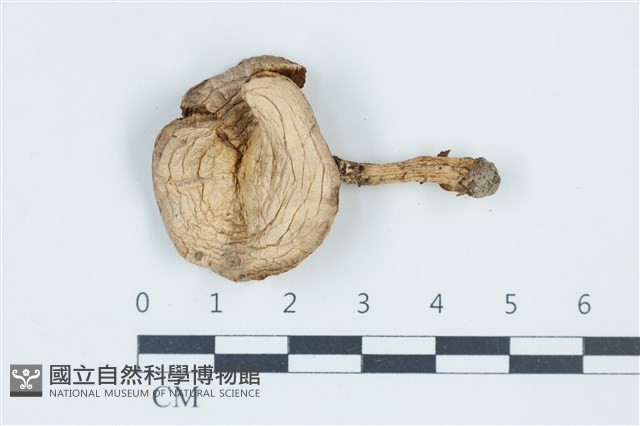 變色糞傘藏品圖，第1張