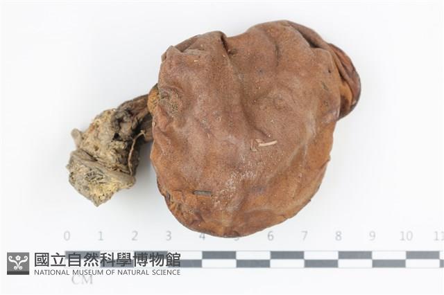 登錄號:F0036134藏品圖，第1張