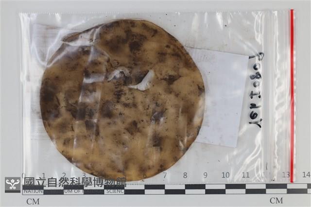 登錄號:F0035134藏品圖，第1張