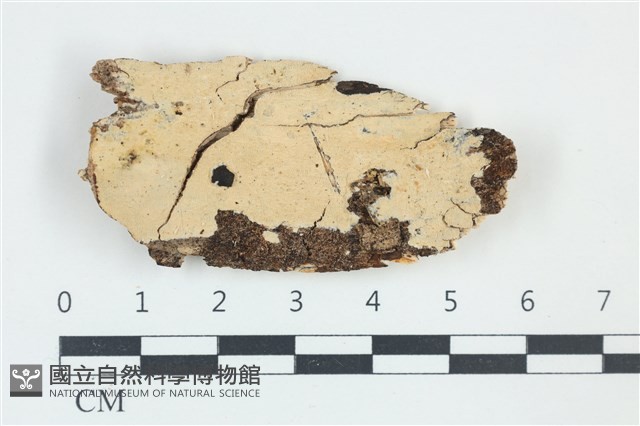 登錄號:F0039134藏品圖，第1張