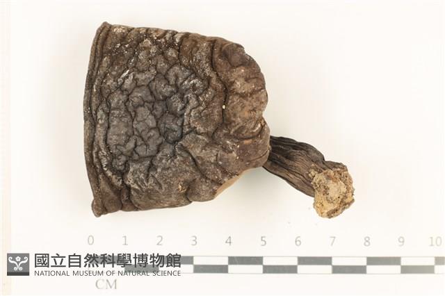 登錄號:F0036034藏品圖，第1張