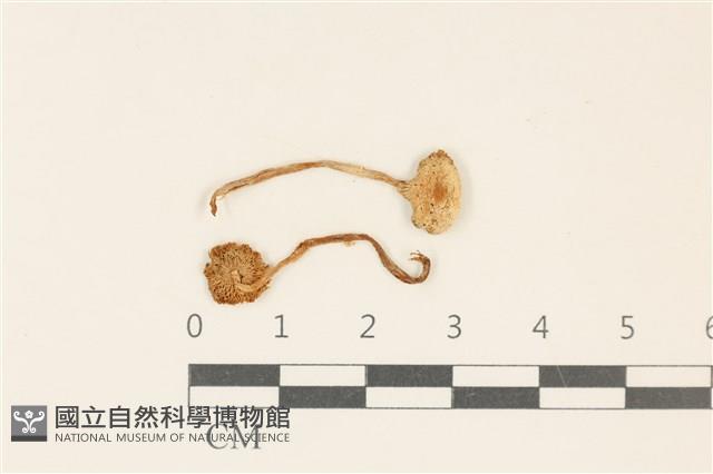 登錄號:F0037034藏品圖，第1張