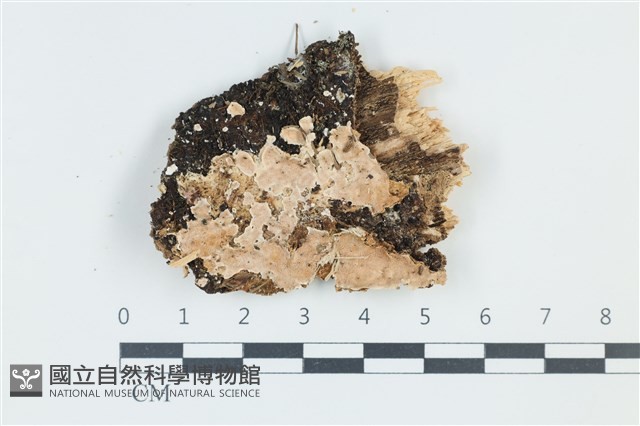 登錄號:F0039034藏品圖，第1張