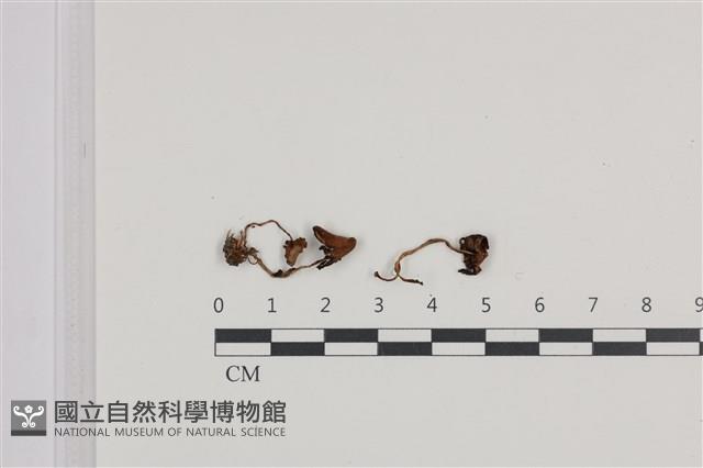 鬼傘屬藏品圖，第1張