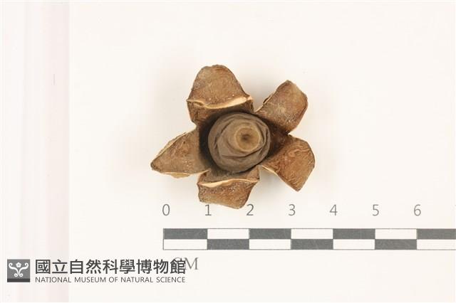 登錄號:F0037334藏品圖，第1張