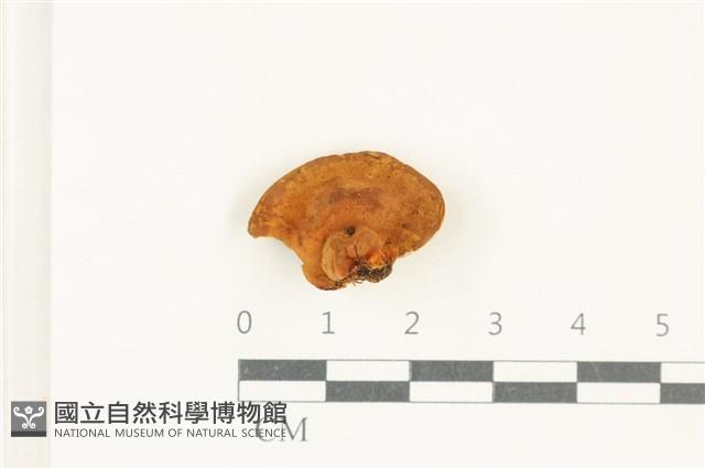 登錄號:F0038274藏品圖，第1張