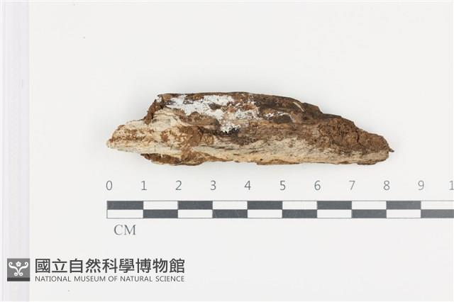 登錄號:F0036274藏品圖，第1張