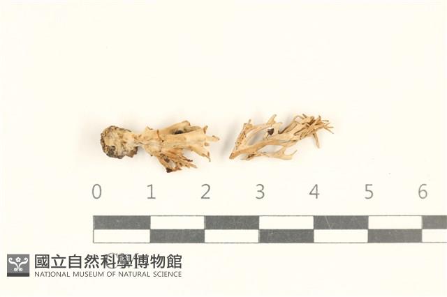 登錄號:F0037274藏品圖，第1張