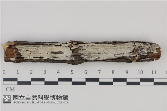 登錄號:F0035274藏品圖，第1張