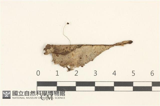 登錄號:F0036874藏品圖，第1張