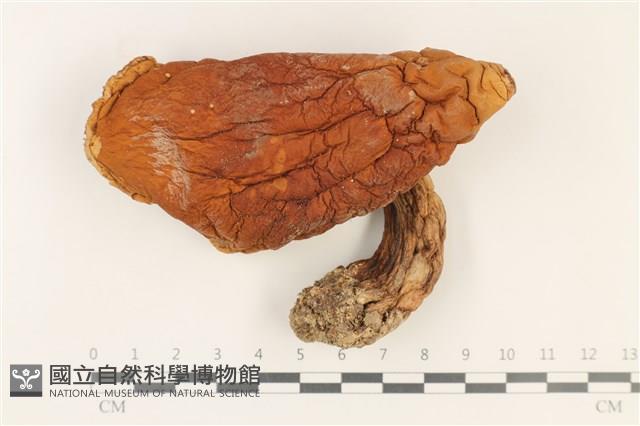 登錄號:F0037874藏品圖，第1張
