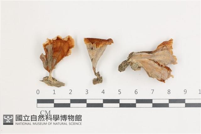 館號:F0035874藏品圖，第1張