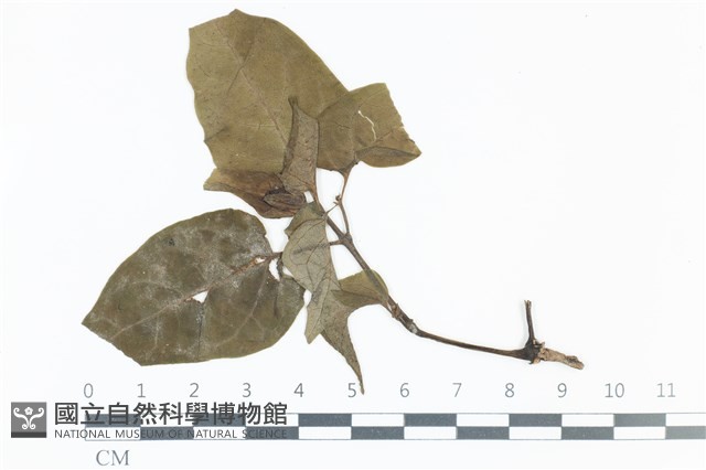 登錄號:F0038974藏品圖，第1張