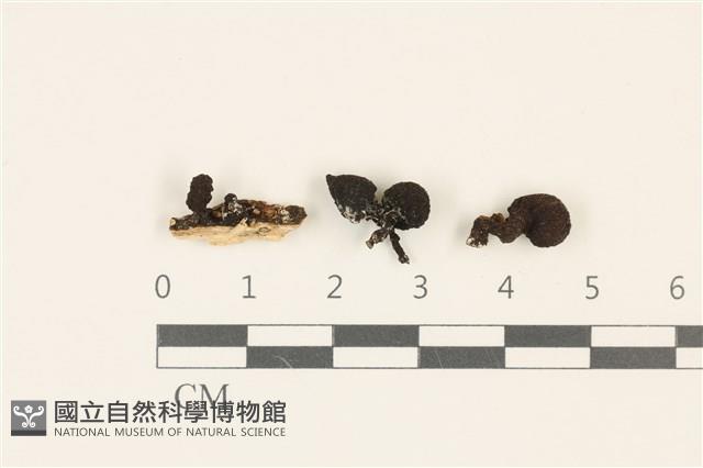登錄號:F0036974藏品圖，第1張