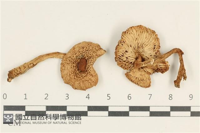 登錄號:F0037974藏品圖，第1張