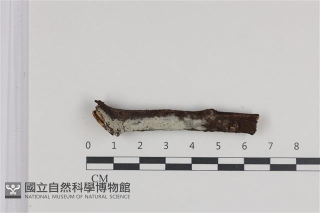 登錄號:F0035974藏品圖，第1張