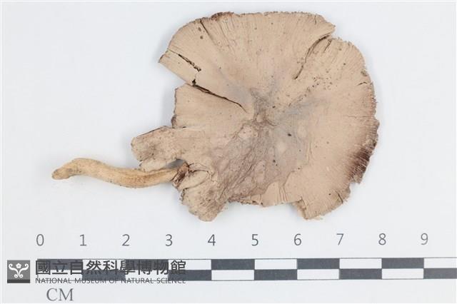 登錄號:F0038674藏品圖，第1張