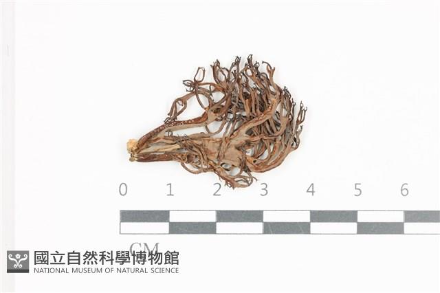 登錄號:F0036674藏品圖，第1張