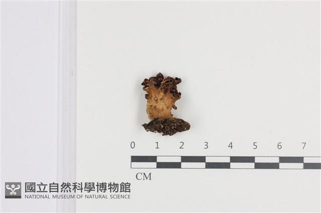 館號:F0036474藏品圖，第1張