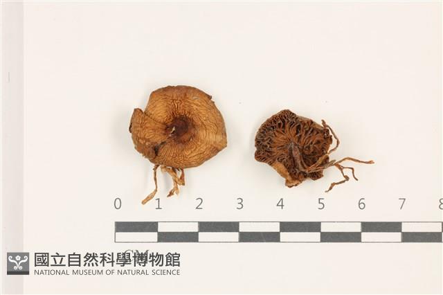 登錄號:F0037474藏品圖，第1張