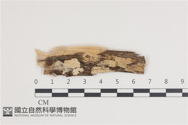 齒耳菌屬藏品圖，第1張