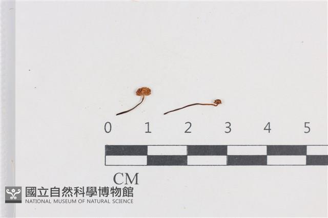 小皮傘屬藏品圖，第1張