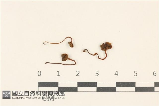 登錄號:F0036774藏品圖，第1張