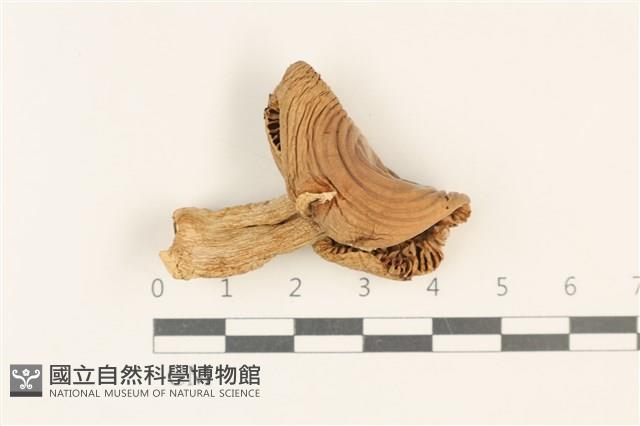 紅菇屬藏品圖，第1張
