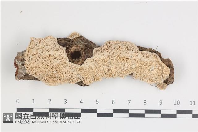 登錄號:F0035774藏品圖，第1張