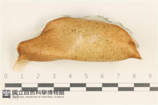 登錄號:F0038574藏品圖，第1張