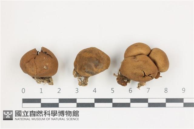 登錄號:F0036574藏品圖，第1張