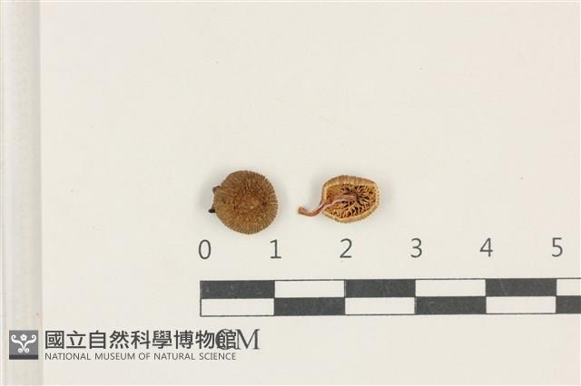 發光小菇藏品圖，第1張