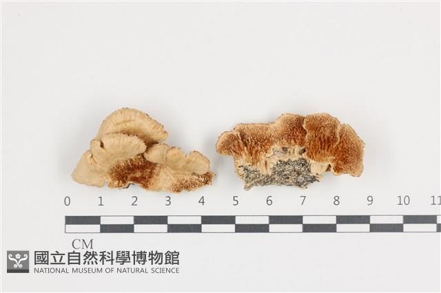 登錄號:F0036174藏品圖，第1張