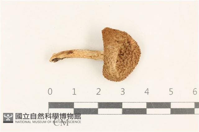 登錄號:F0037174藏品圖，第1張
