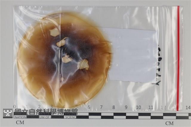 登錄號:F0035174藏品圖，第1張