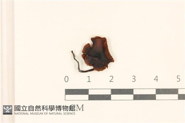 登錄號:F0019174藏品圖，第1張