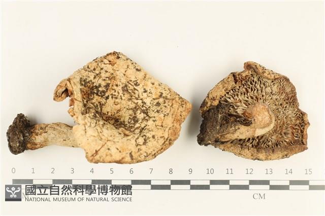 登錄號:F0038074藏品圖，第1張