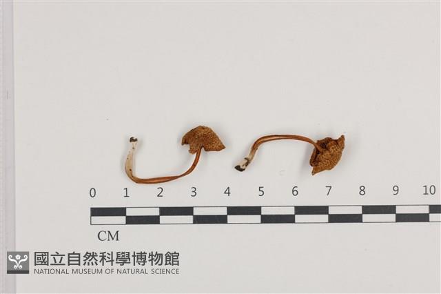 登錄號:F0036074藏品圖，第1張