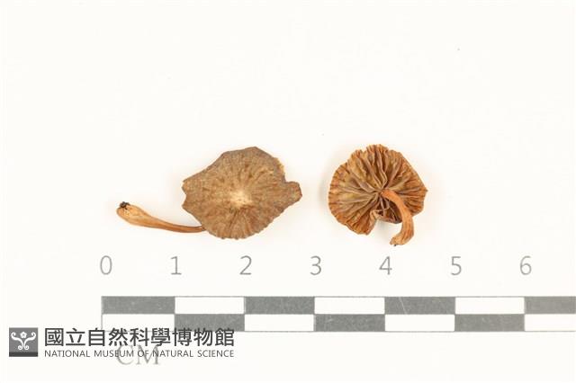 登錄號:F0037074藏品圖，第1張