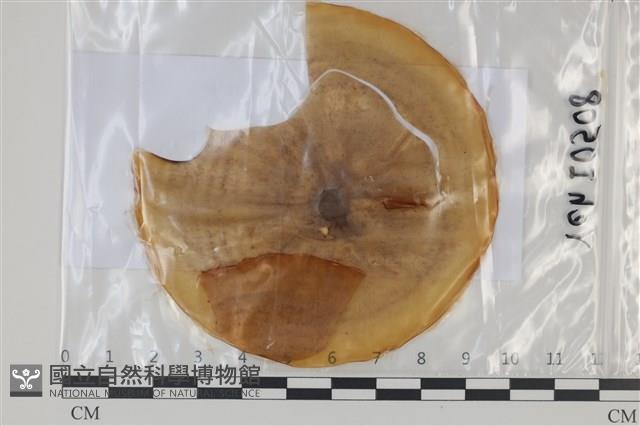 登錄號:F0035074藏品圖，第1張