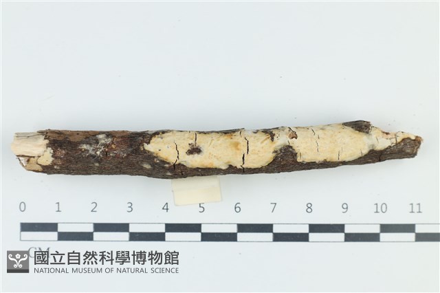 擬筍殼菌屬藏品圖，第1張