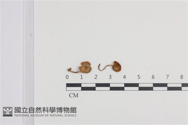 登錄號:F0036374藏品圖，第1張