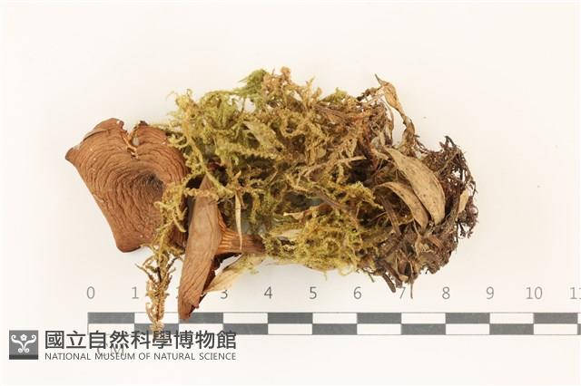 登錄號:F0037374藏品圖，第1張