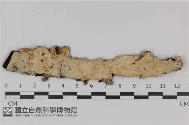 登錄號:F0035374藏品圖，第1張