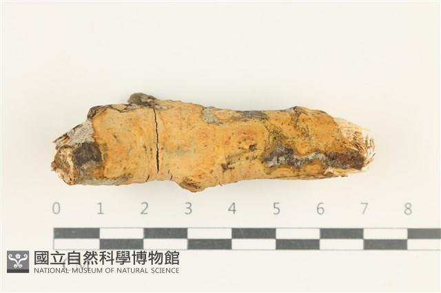 登錄號:F0038262藏品圖，第1張