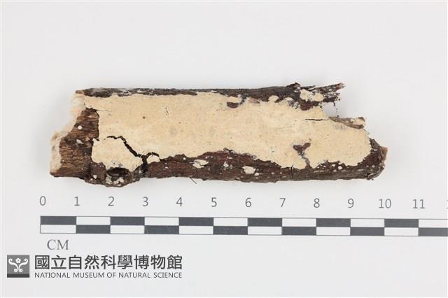 登錄號:F0036262藏品圖，第1張