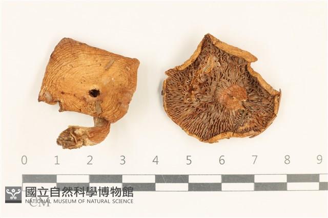 登錄號:F0037262藏品圖，第1張