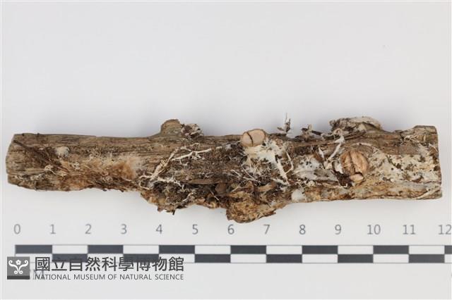 登錄號:F0035262藏品圖，第1張